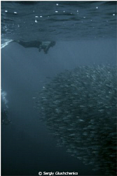 Sardine Run, Bait Ball by Sergiy Glushchenko 